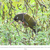 Loro barranquero Loro barranquero